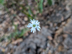 Silene grayi