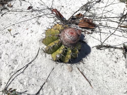 Image of Melocactus violaceus by (c) vitordematos12, some rights reserved (CC BY-SA)