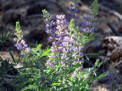 Lupinus hyacinthinus