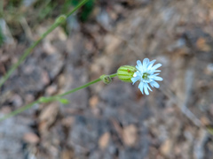 Silene grayi