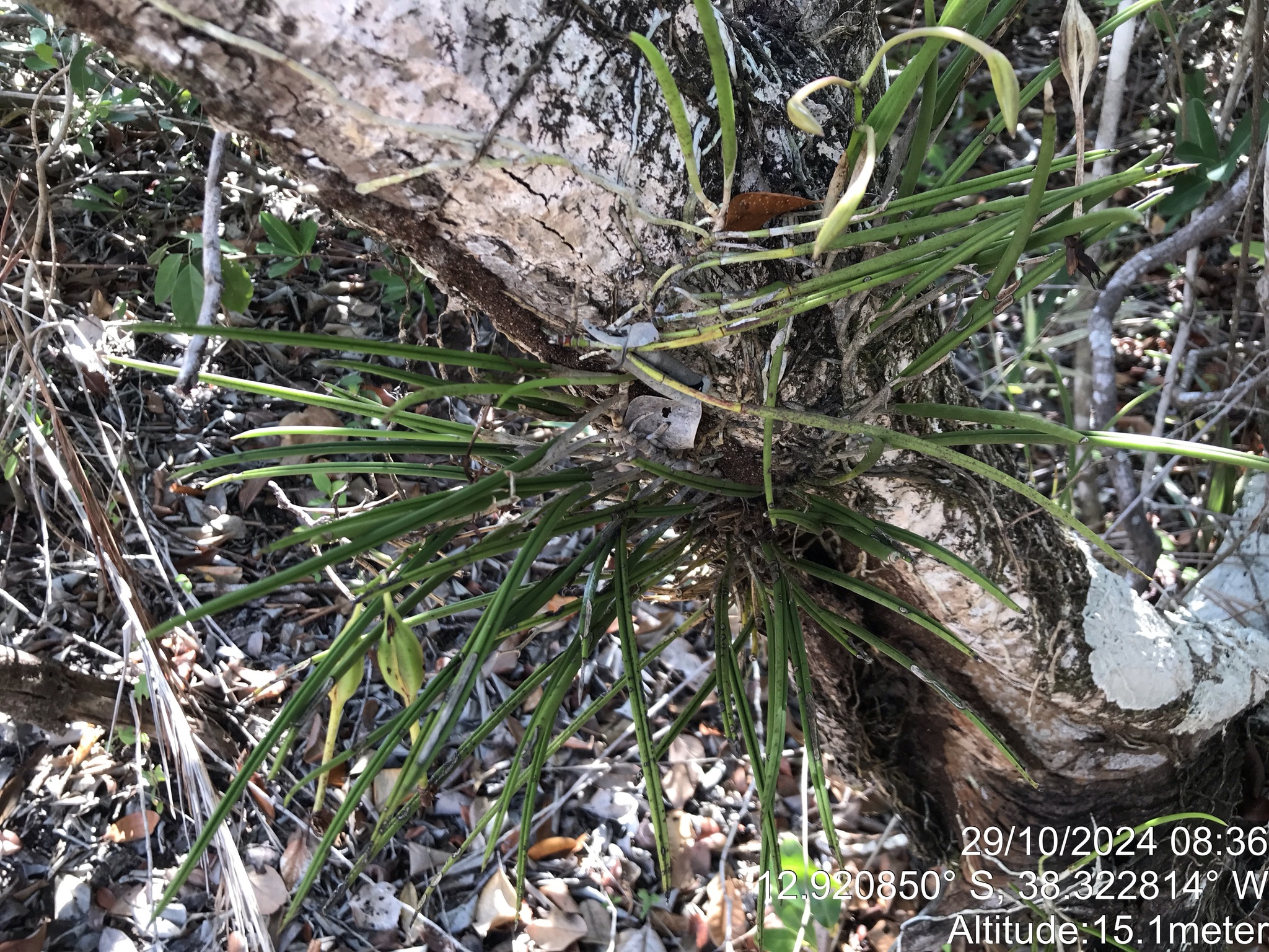 Brassavola ceboletta