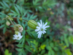 Silene grayi