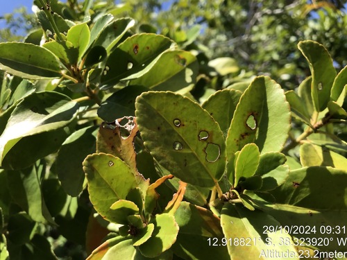 Croton polyandrus