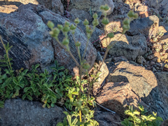 Potentilla gracilis fastigiata