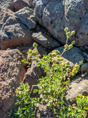 Potentilla gracilis fastigiata