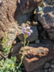 Silene grayi