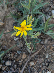 Crepis occidentalis