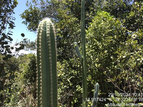 Image of Pilosocereus pentaedrophorus by (c) vitordematos12, some rights reserved (CC BY-SA)