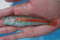 Ocre-Band Wrasse photo 2
