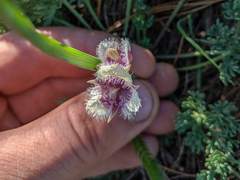 Calochortus elegans nanus
