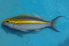 Purple Threadfin-Bream photo 2