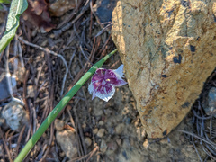 Calochortus elegans nanus