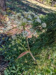 Levisticum officinale