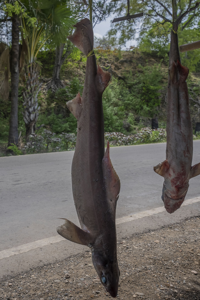 Longfin Gulper Shark