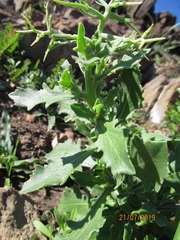 Osteospermum spinosum