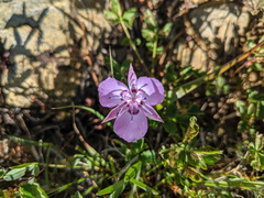 Calochortus nudus