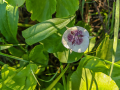 Calochortus elegans nanus
