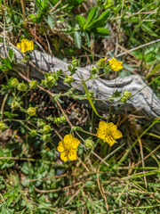 Potentilla gracilis fastigiata