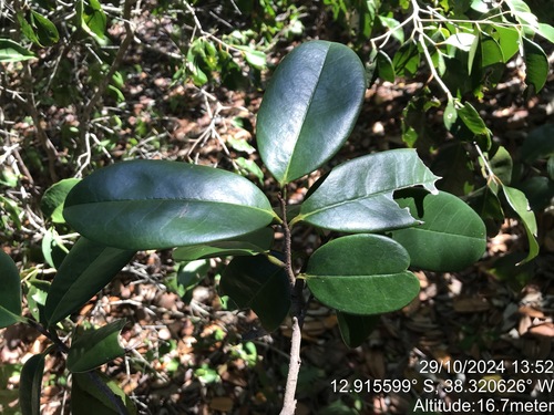 Annona salzmannii
