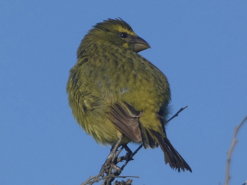 Brimstone Canary (Crithagra sulphurata), photo 9