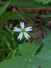 Pseudostellaria jamesiana