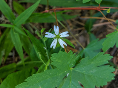 Pseudostellaria jamesiana