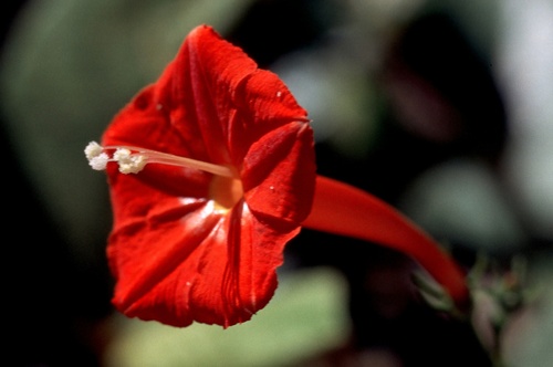 scarlet creeper