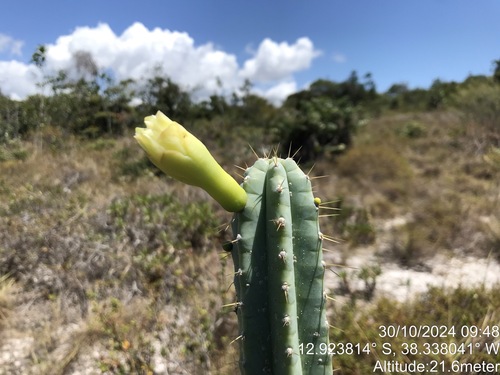 Image of Pilosocereus pentaedrophorus by (c) vitordematos12, some rights reserved (CC BY-SA)