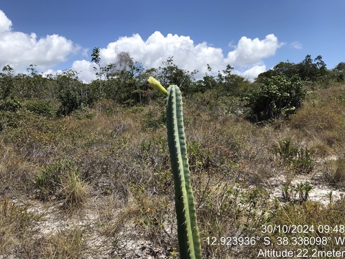 Image of Pilosocereus pentaedrophorus by (c) vitordematos12, some rights reserved (CC BY-SA)
