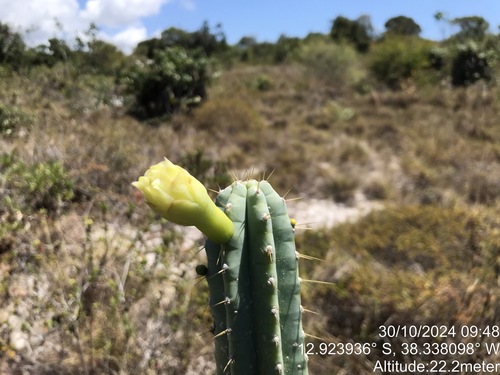 Image of Pilosocereus pentaedrophorus by (c) vitordematos12, some rights reserved (CC BY-SA)