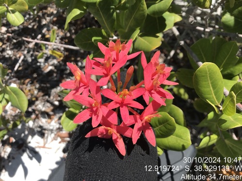 Epidendrum cinnabarinum, photograph 6