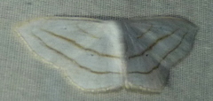 Scopula ordinata
