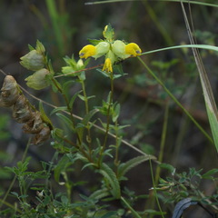 Rhinanthus serotinus aestivalis