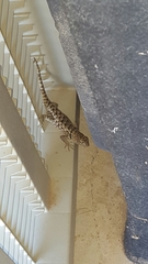 Sceloporus bimaculosus