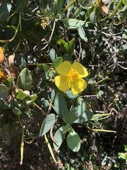 Dendromecon harfordii