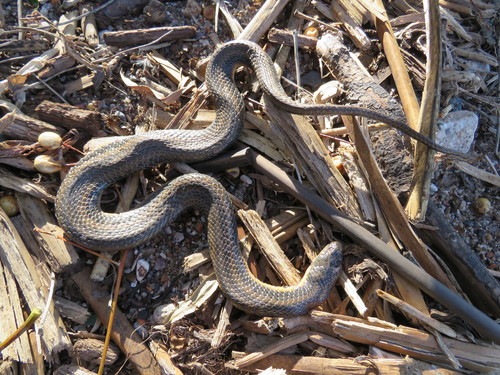 Photo of a Brazilian Keelback (Helicops infrataeniatus)