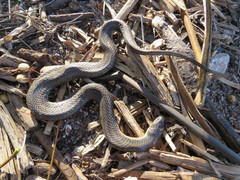 Helicops infrataeniatus