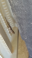 Sceloporus bimaculosus