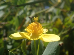 Dendromecon harfordii