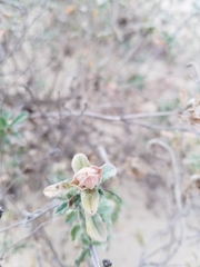 Monardella undulata