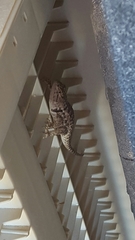 Sceloporus bimaculosus