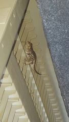 Sceloporus bimaculosus