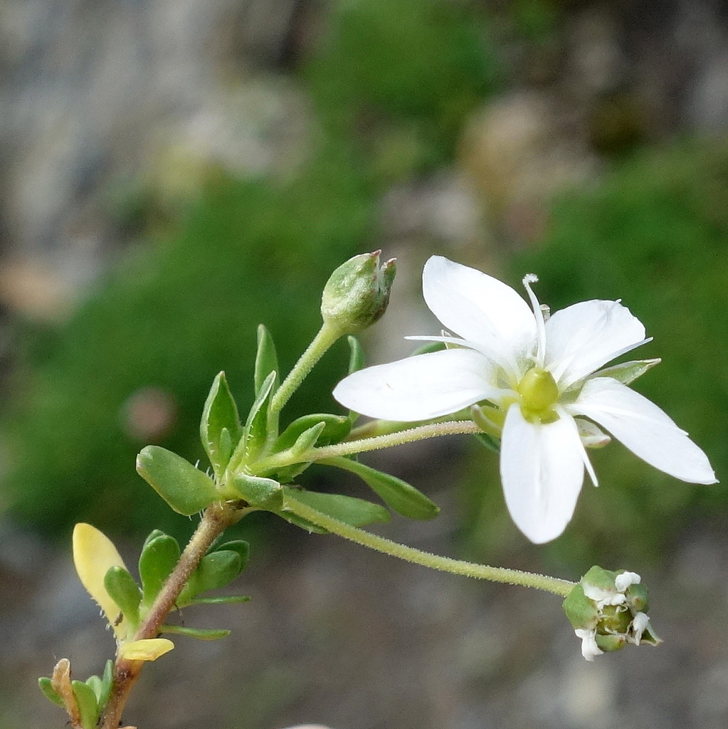 Arenaria ciliata