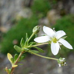 Arenaria ciliata, photograph (c) Wolfgang Jauch, some rights reserved (CC BY)