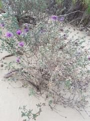 Monardella undulata