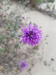 Monardella undulata