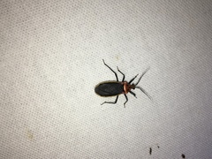 Rhiginia cinctiventris