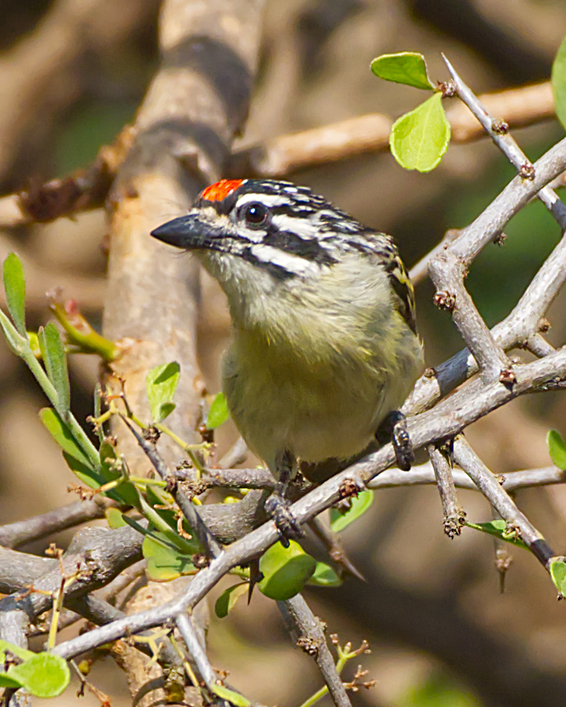 Northern Red-fronted Tinkerbird (Pogoniulus uropygialis) photo