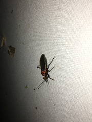 Rhiginia cinctiventris