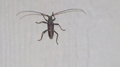 Eburia